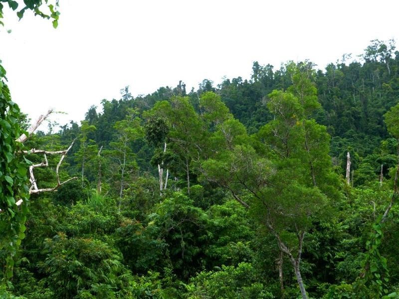 Lot 209 , 209 Dixon Road, El Arish QLD 4855