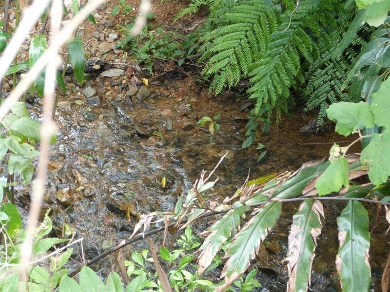 Lot 209 , 209 Dixon Road, El Arish QLD 4855