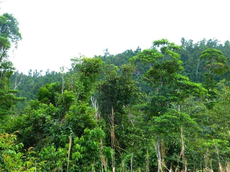 Lot 209 , 209 Dixon Road, El Arish QLD 4855