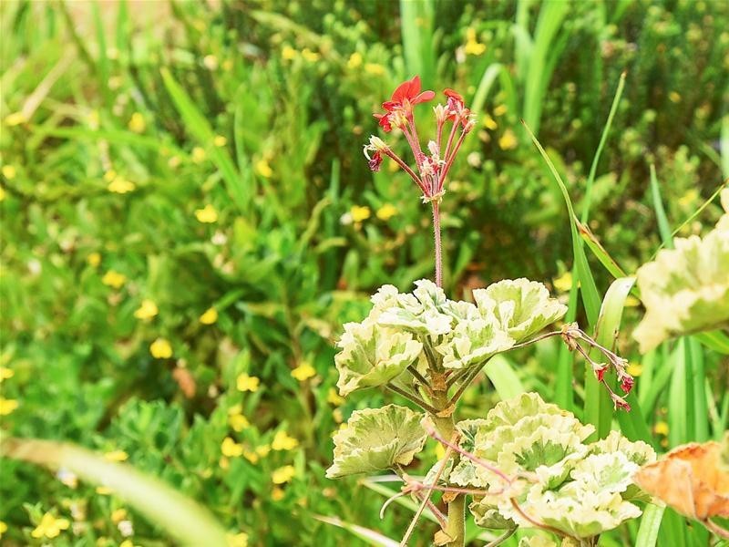 24 Aldam Avenue, Aldinga Beach SA 5173