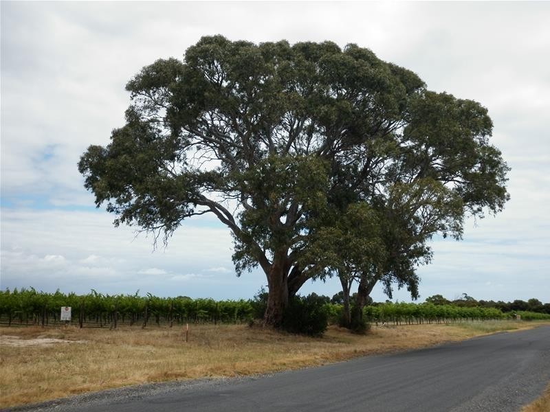 Lot 101 Little Road, Willunga SA 5172