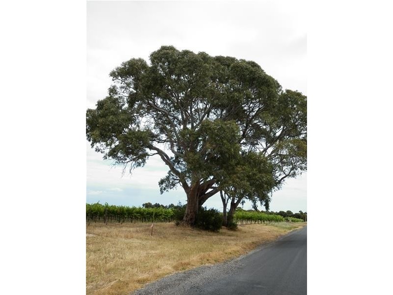 Lot 101 Little Road, Willunga SA 5172