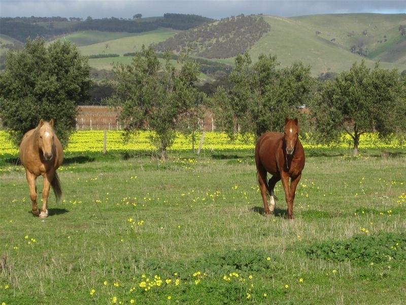 363 Aldinga Road, Willunga SA 5172