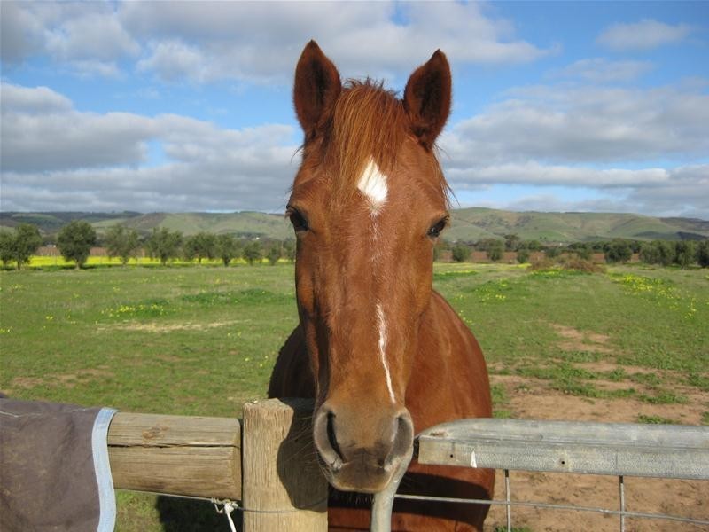 363 Aldinga Road, Willunga SA 5172