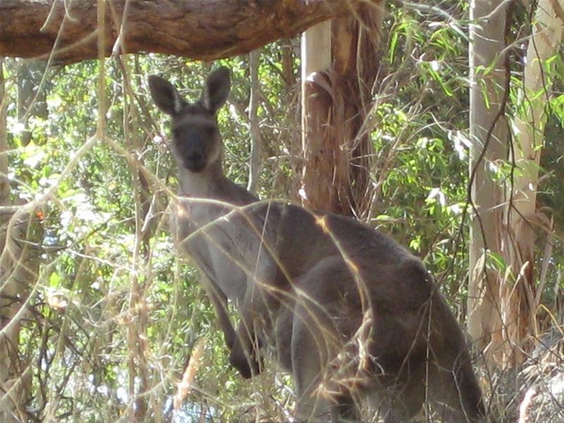 102 Jacobs Road, Mount Compass SA 5210