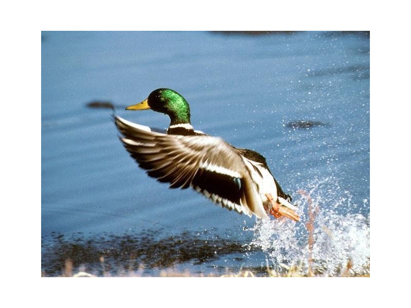 67 Pottery Road, Dingabledinga SA 5172