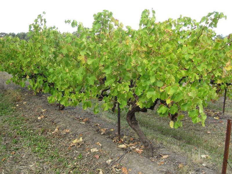 299 Kangarilla Road, Mclaren Flat SA 5171