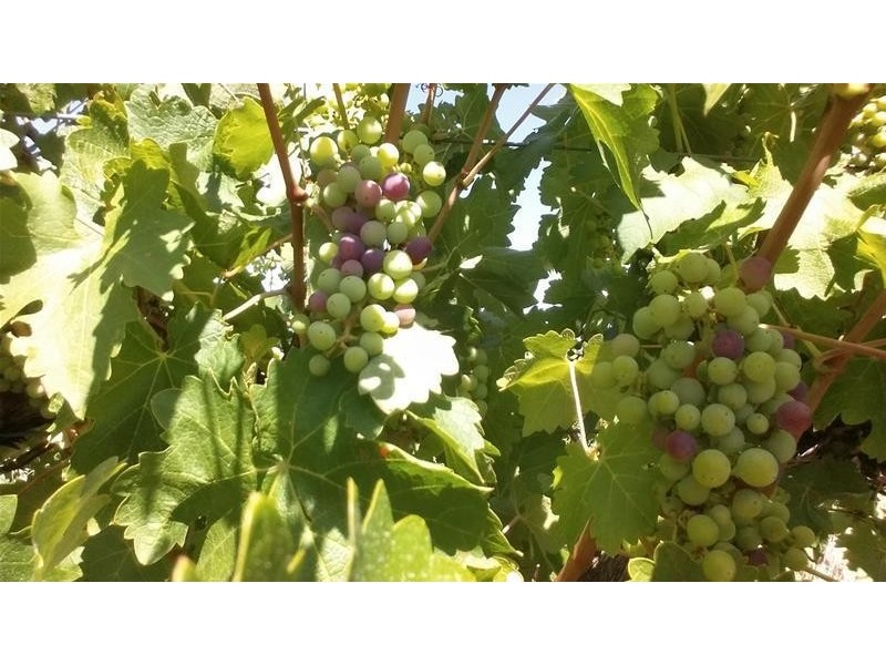 Lot 20 Pethick Road, Willunga SA 5172