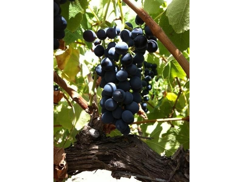 Lot 20 Pethick Road, Willunga SA 5172