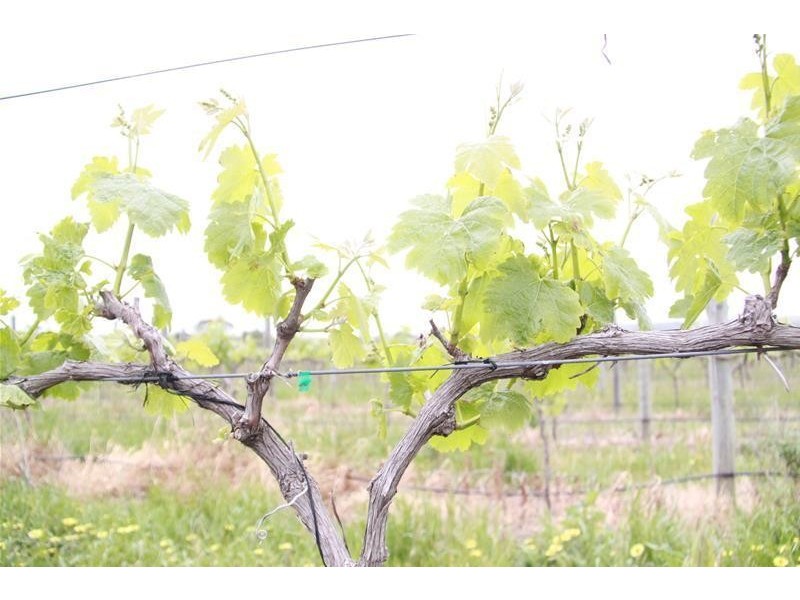 Lot 20 Pethick Road, Willunga SA 5172