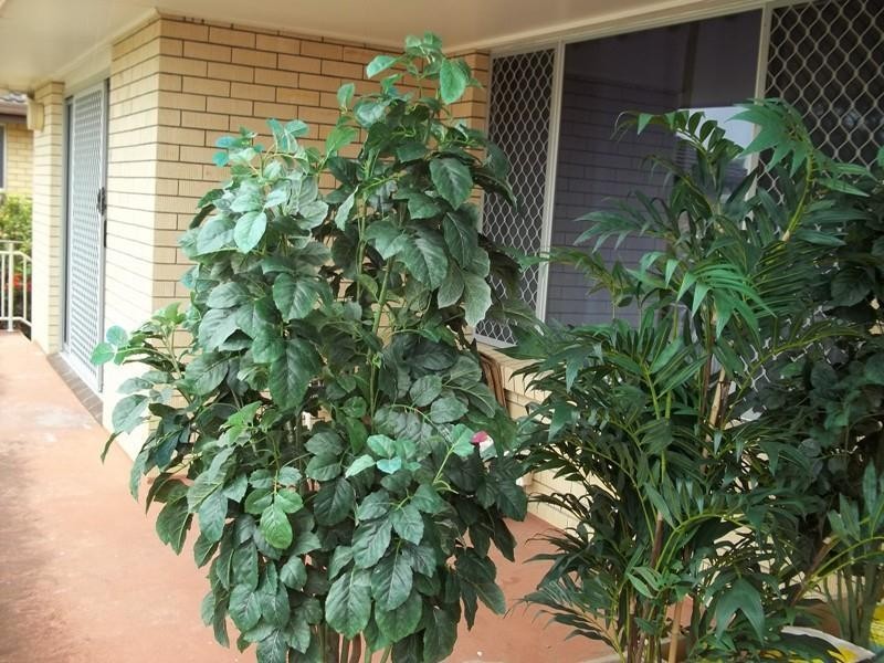 4/41 Burra Street, Surfers Paradise QLD 4217