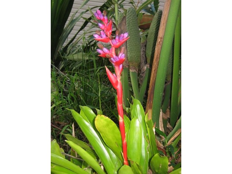 28a Mitchell Road, Callala Bay NSW 2540