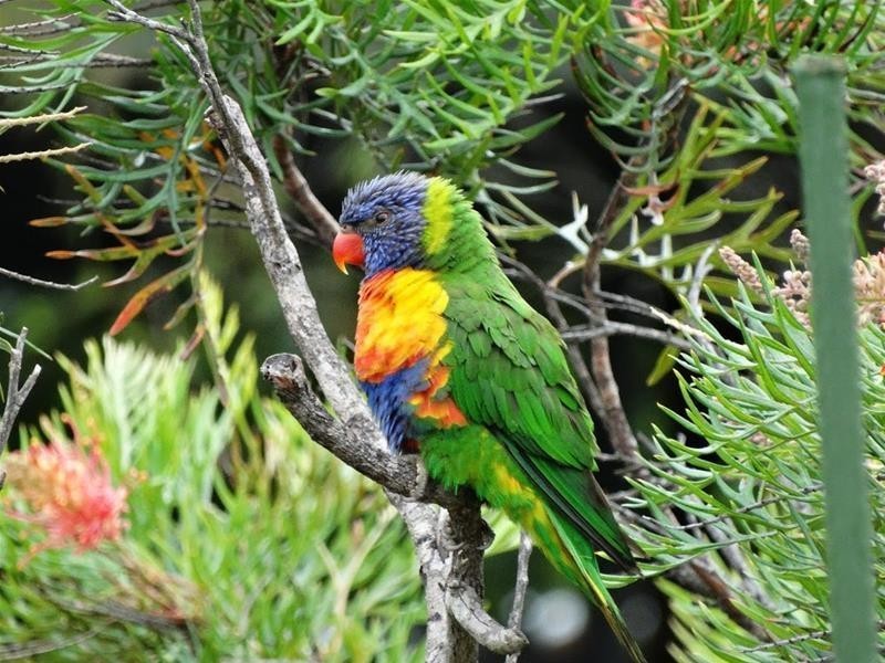 104 Watts Road, Callala Beach NSW 2540