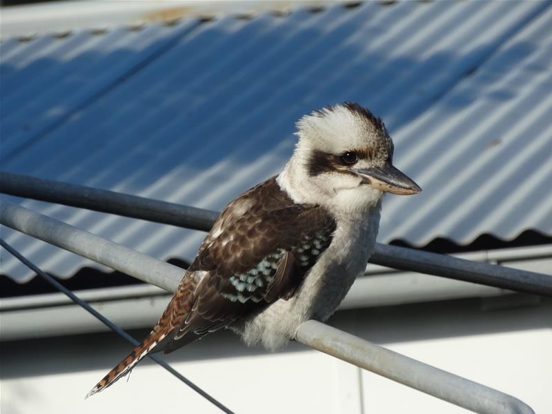 104 Watts Road, Callala Beach NSW 2540