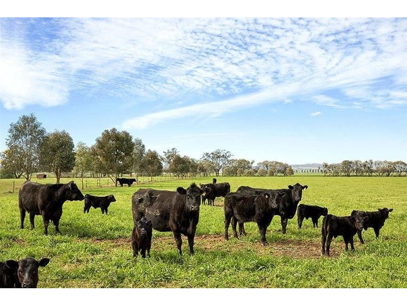 24 Prairies Road, Kelvin NSW 2380