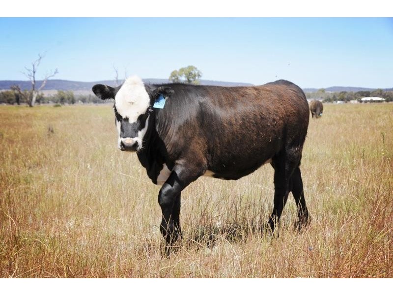 8354 Kamilaroi Road, Curlewis NSW 2381