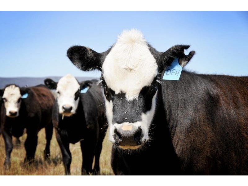 8354 Kamilaroi Road, Curlewis NSW 2381