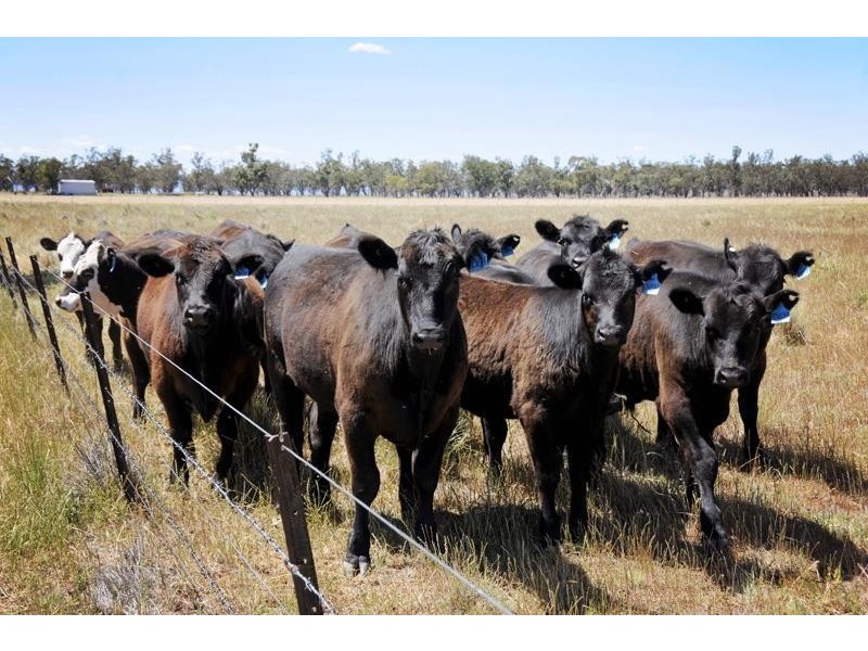 8354 Kamilaroi Road, Curlewis NSW 2381