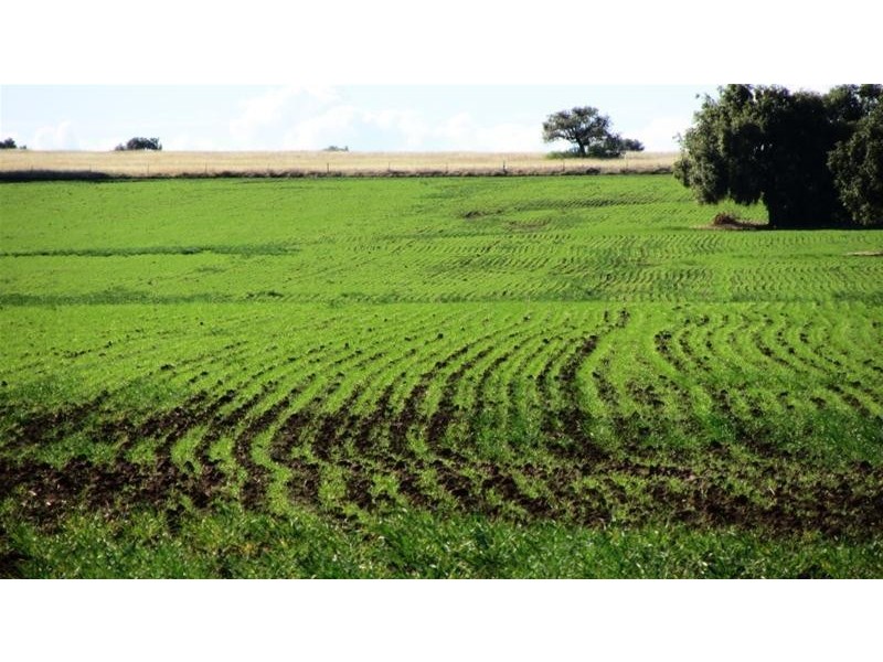 Via Blairmore Road, Boggabri NSW 2382