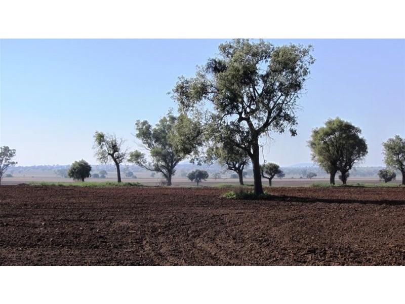 Via Blairmore Road, Boggabri NSW 2382