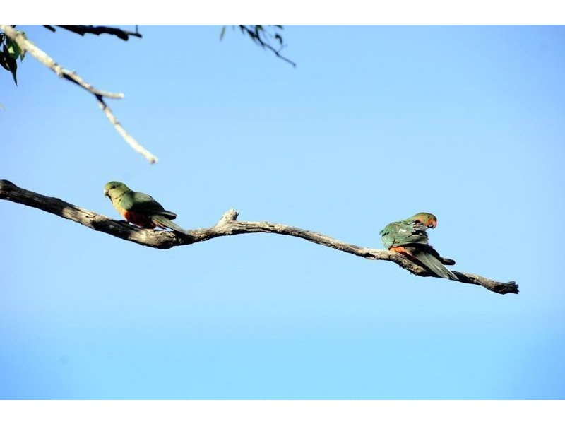 1349 Wandobah Road, Gunnedah NSW 2380