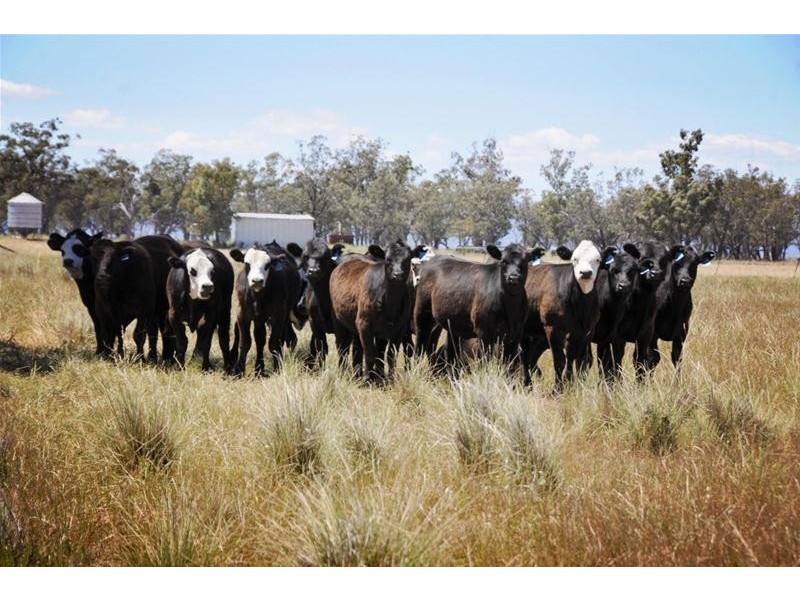 8354 Kamilaroi Highway, Gunnedah NSW 2380