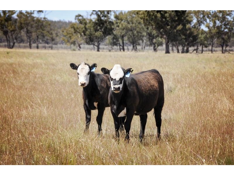 8354 Kamilaroi Highway, Gunnedah NSW 2380