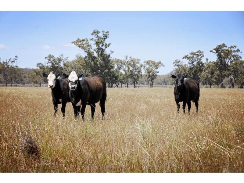 8354 Kamilaroi Highway, Gunnedah NSW 2380