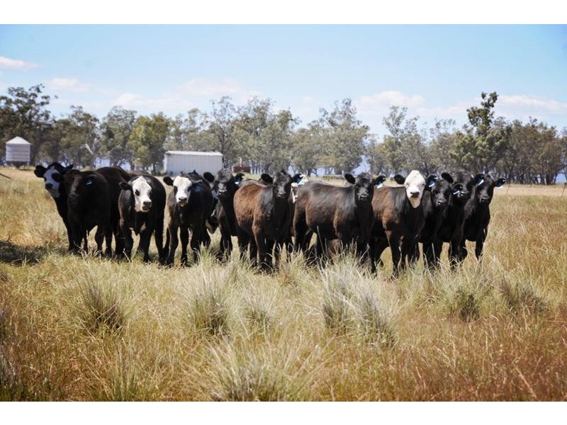 8354 Kamilaroi Highway, Gunnedah NSW 2380