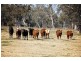 “Cattle Camp” Bluevale Vale, Gunnedah NSW 2380