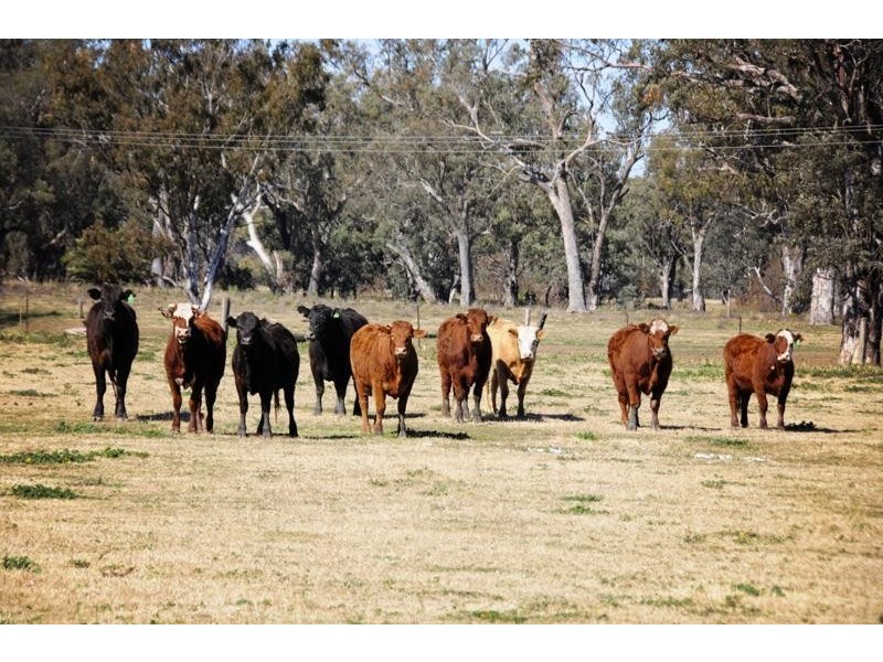 “Cattle Camp” Bluevale Vale, Gunnedah NSW 2380