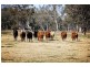 “Cattle Camp” Bluevale Vale, Gunnedah NSW 2380