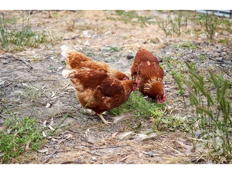 34 Donald Street, Dawesley SA 5252