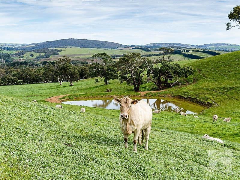 2297 Bull Creek Road, Ashbourne SA 5157