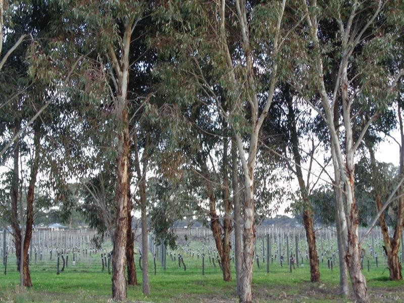 30 Burleigh Street, Langhorne Creek SA 5255