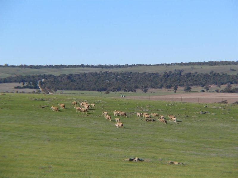 Lot 6 Bremer Range Road, Callington SA 5254