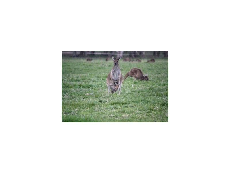 Lot 209 Harper Road, Meadows SA 5201