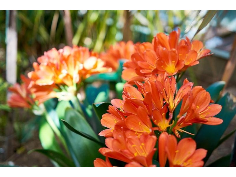 8 Caldwell Street, Strathalbyn SA 5255