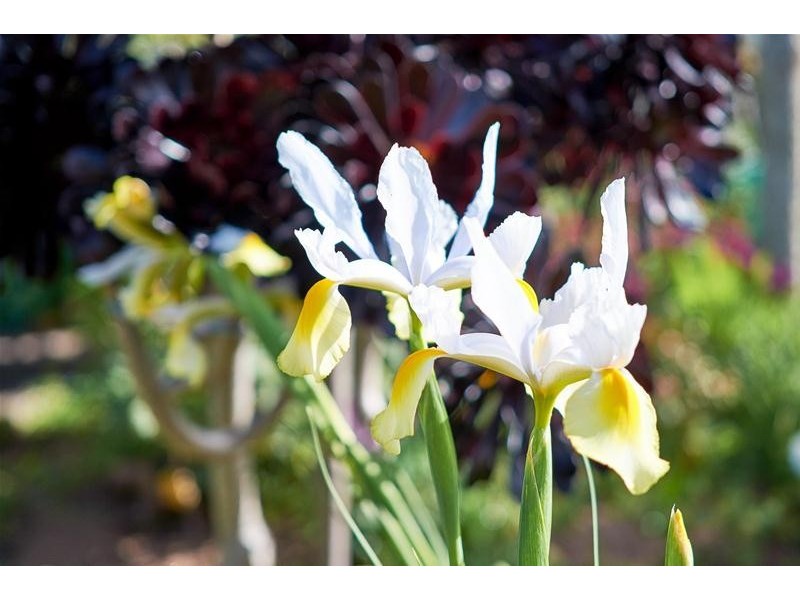 8 Caldwell Street, Strathalbyn SA 5255