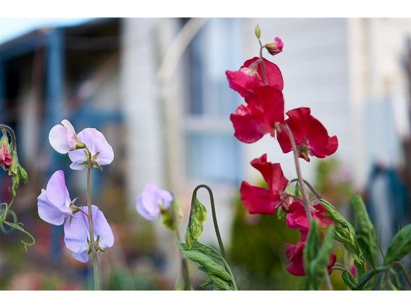 8 Caldwell Street, Strathalbyn SA 5255