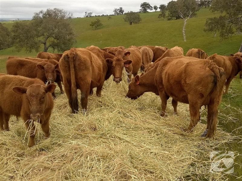 Lot 32 Scrubby Hill Road, Highland Valley SA 5255