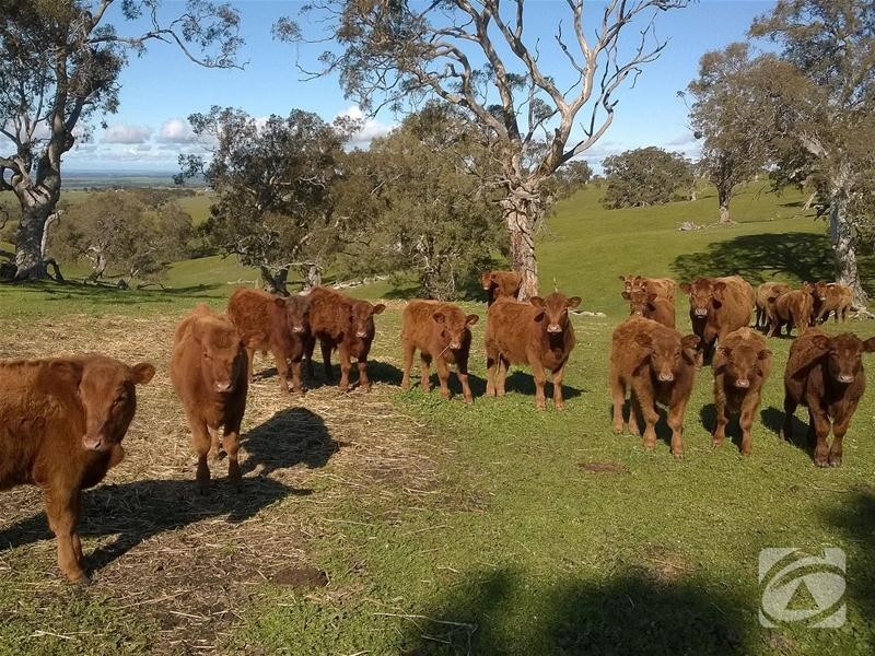 Lot 32 Scrubby Hill Road, Highland Valley SA 5255