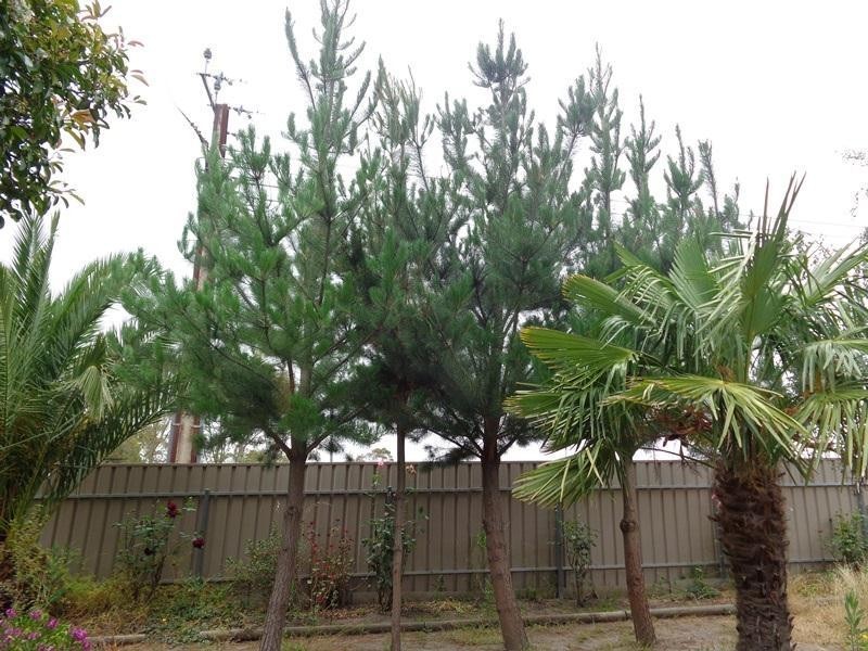 2 Dumas Street, Mount Barker SA 5251