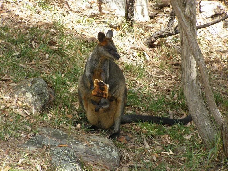 13 Greenhaven Drive, Umina Beach NSW 2257