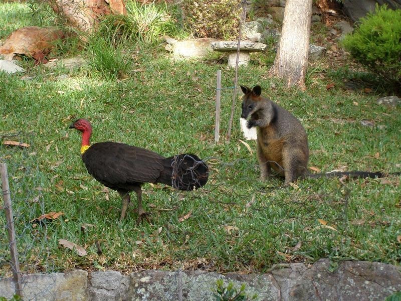 13 Greenhaven Drive, Umina Beach NSW 2257