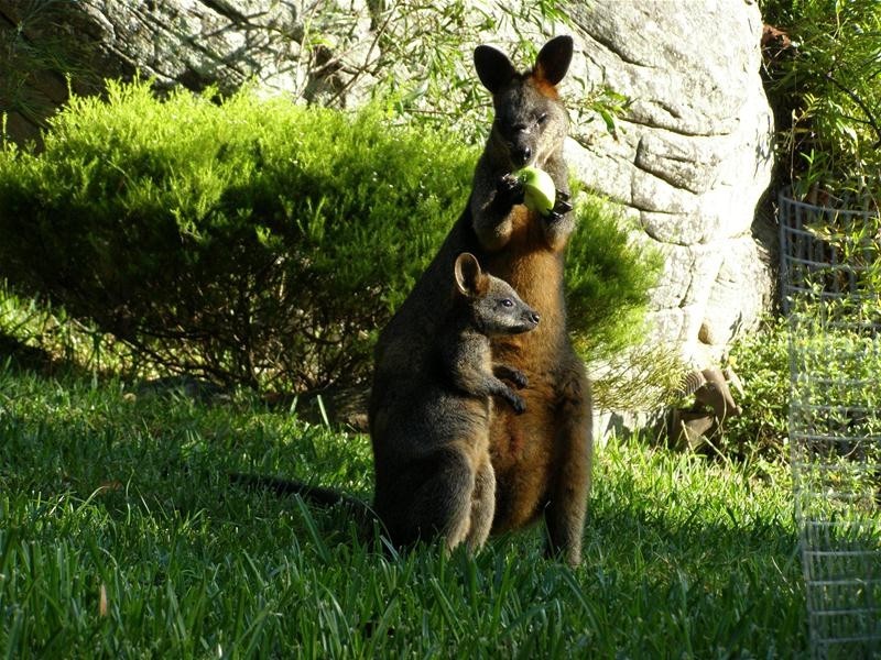 13 Greenhaven Drive, Umina Beach NSW 2257