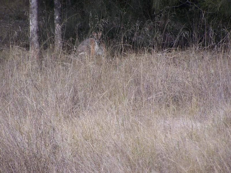 Lot/2 GRAYS Road, Chinchilla QLD 4413