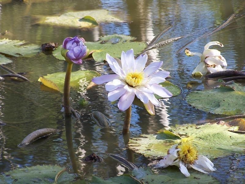 175 BURNT BRIDGE Road, Chinchilla QLD 4413