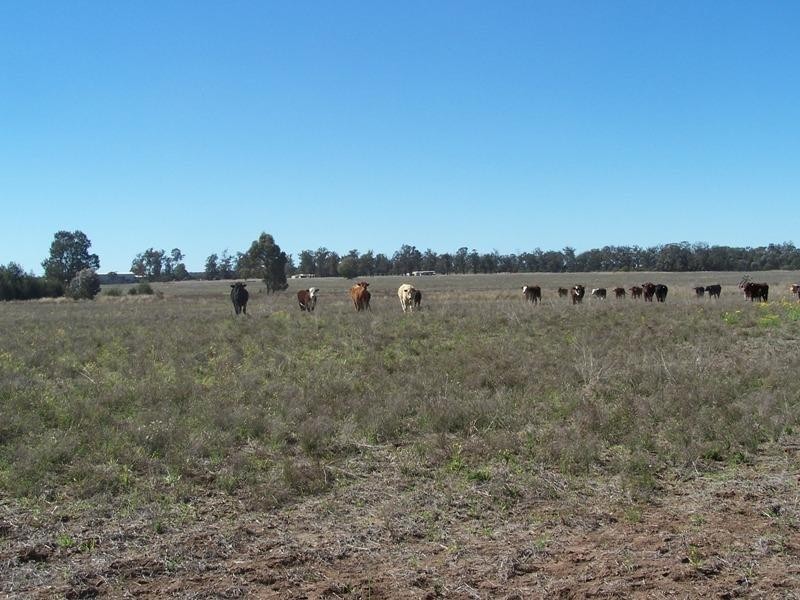 337 Lithgows Road, Chinchilla QLD 4413