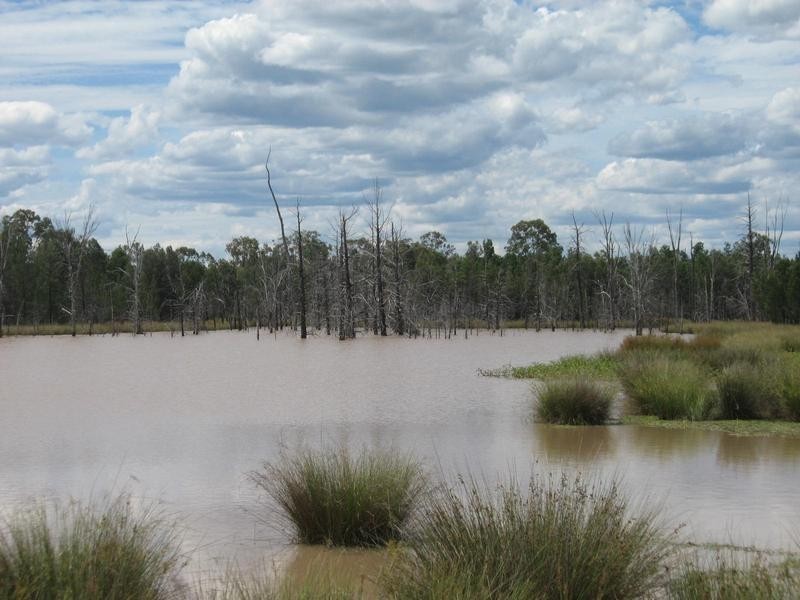 372 Old Cameby Road, Miles QLD 4415